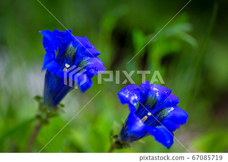 Clusius gentian blue flowers. Clusius gentian blue flowers. 67085719