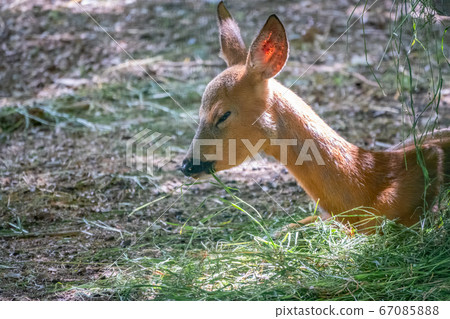 A young sika deer Lying on the ground and grass 67085888