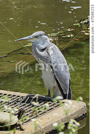 [Wild birds] Gray heron Aogi in a city park in Sakai city 67086153