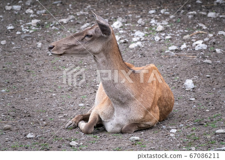 Red deer female resting on the ground. 67086211