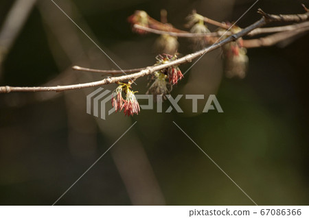 Red flowers of Fusazakura without petals (tufted tusk of stamen) 67086366