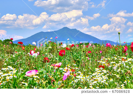 Noon June 12 Poppies and Mount Tsukuba from the Koga River Flower Park in Shimotsuma City, Ibaraki Prefecture Noon June 12 Poppies and Mount Tsukuba from the Koga River Flower Park in Shimotsuma City, Ibaraki Prefecture 67086928