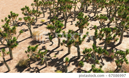 Joshua Tree National Park, USA 3d rendering Joshua Tree National Park, USA 3d rendering 67086997