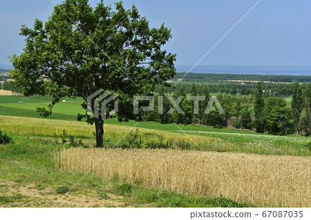 From the observation deck on the way to heaven, on the wheat field, the Sea of Okhotsk 67087035