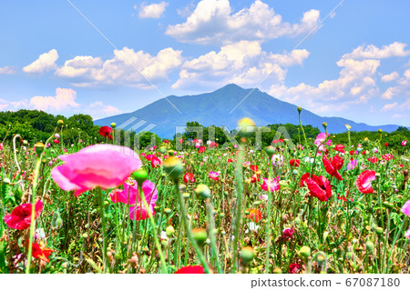 June 12, noon Poppies and Mt. Tsukuba from Kokaigawa Flower Park, Shimotsuma City, Ibaraki Prefecture June 12, noon Poppies and Mt. Tsukuba from Kokaigawa Flower Park, Shimotsuma City, Ibaraki Prefecture 67087180