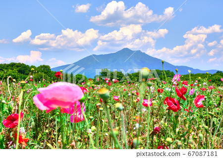 June 12, noon Poppies and Mt. Tsukuba from Kokaigawa Flower Park, Shimotsuma City, Ibaraki Prefecture June 12, noon Poppies and Mt. Tsukuba from Kokaigawa Flower Park, Shimotsuma City, Ibaraki Prefecture 67087181