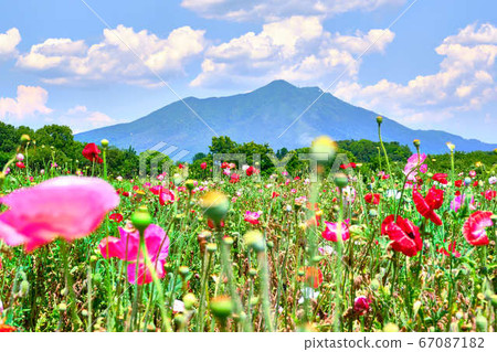 6月12日,正午從茨城縣下松市高海川花卉公園出來的罌粟花和筑波山 6月12日,正午從茨城縣下松市高海川花卉公園出來的罌粟花和筑波山 67087182
