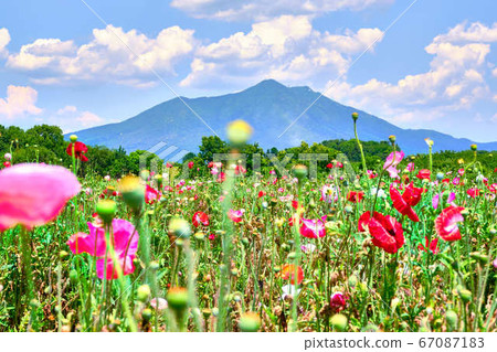 June 12, noon Poppies and Mt. Tsukuba from Kokaigawa Flower Park, Shimotsuma City, Ibaraki Prefecture June 12, noon Poppies and Mt. Tsukuba from Kokaigawa Flower Park, Shimotsuma City, Ibaraki Prefecture 67087183
