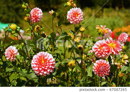 Dahlia hanamu Dahlia hanamu 67087265