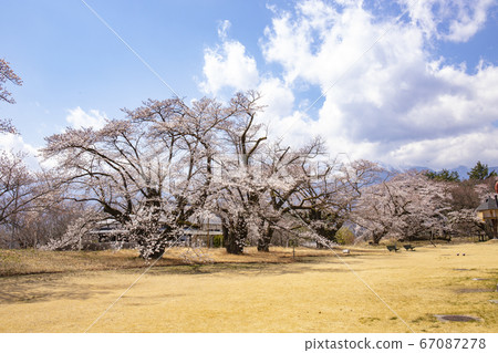 [山梨縣北斗市]清晴美術館和南阿爾卑斯山盛開 67087278