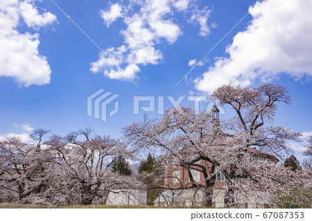 [Hokuto City, Yamanashi Prefecture] Kiyoharu Art Village in full bloom of cherry blossoms 67087353