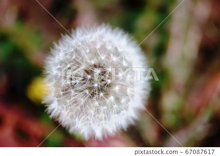 蒲公英冬天絨毛 67087617