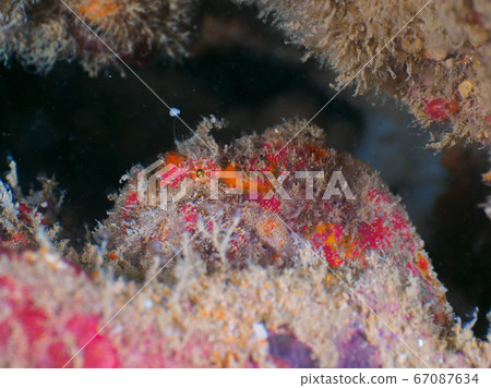 aquatic, diving, tie 67087634