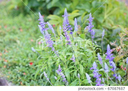 Flower of Salvia Farinassea 67087687