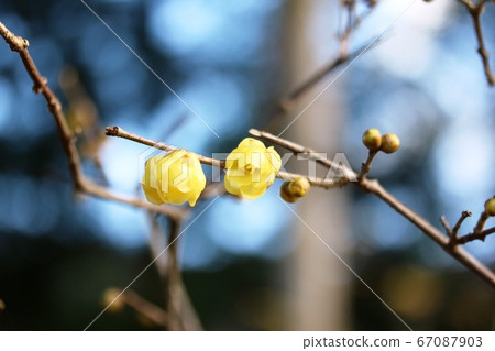 Blooming Blooming 67087903