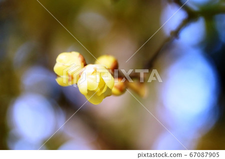 Blooming Blooming 67087905