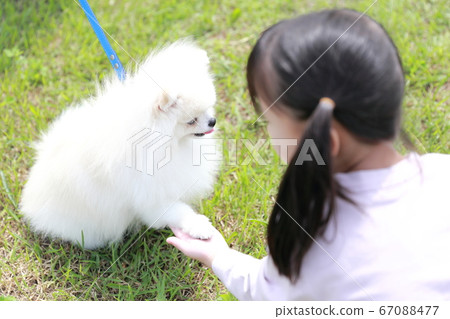 女孩在公園里和她的狗博美犬散步 67088477