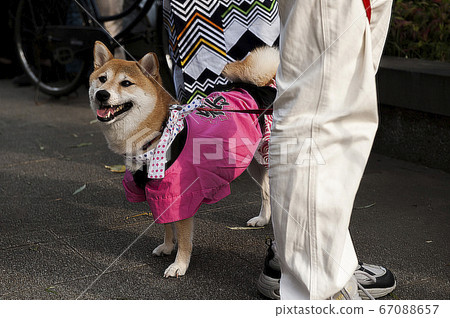 Shiba Inu participates in the festival wearing a bean towel and towel. 67088657