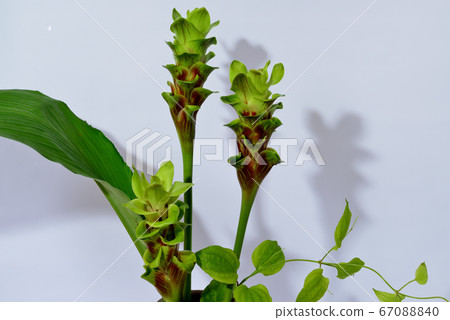 薑黃的花 67088840