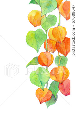 Hozuki watercolor background material japanese summer 67089047