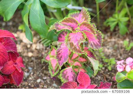 Pink coleus flower Pink coleus flower 67089106