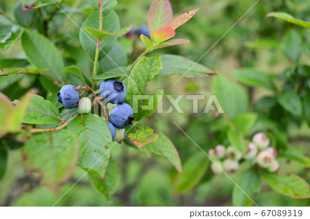 Blueberry fruit Blueberry fruit 67089319