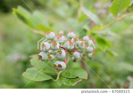 藍莓果實 67089325