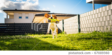 Cute tricolor beagle dog runs toward camera with 67089360