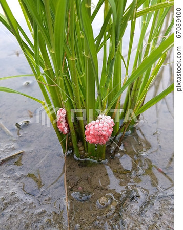 Exotic snail eggs 67089400