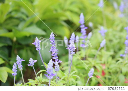 Flower of Salvia Farinassea Flower of Salvia Farinassea 67089511