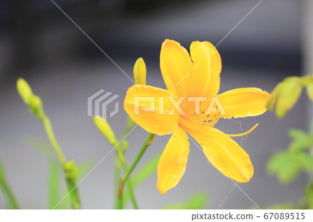 Hemelocalis flowers Hemelocalis flowers 67089515