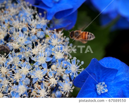 Bees flying to the blue hydrangea 67089550