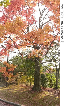 Autumn leaves Autumn leaves 67089667