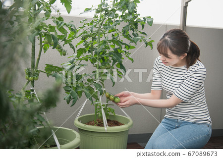 Image of Japanese woman growing cherry tomatoes on the balcony 67089673
