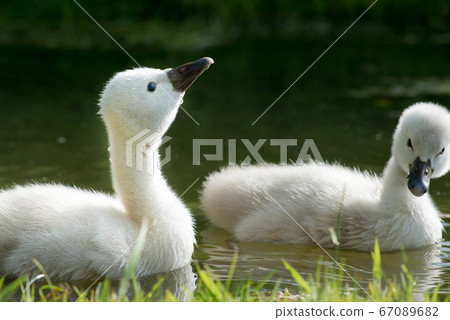 Swan babies Swan babies 67089682