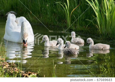 Swan and its babies. Swan and its babies. 67089683