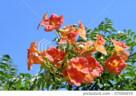 Nausua Kazura (Ling Flower) 67089858