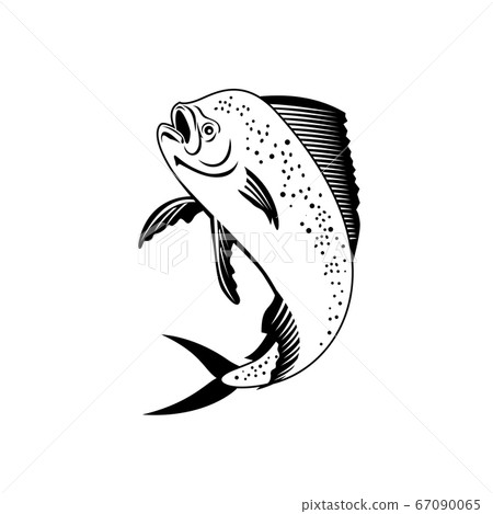 Dorado Dolphinfish or Mahi-mahi Jumping Up Retro Dorado Dolphinfish or Mahi-mahi Jumping Up Retro 67090065