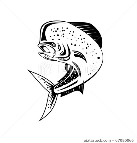 Mahi-mahi or Common Dolphinfish Jumping Up High Mahi-mahi or Common Dolphinfish Jumping Up High 67090066