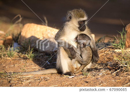 A monkey with a baby monkey in the arm 67090085