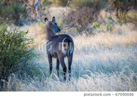 Native species of antelope in the meadow Native species of antelope in the meadow 67090086