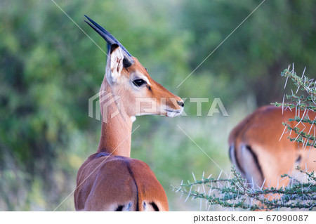 Native species of antelope in the meadow Native species of antelope in the meadow 67090087