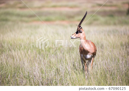 Some antelopes in the grass landscape of Kenya Some antelopes in the grass landscape of Kenya 67090125