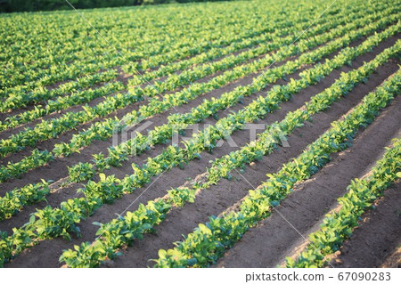 馬鈴薯田 67090283