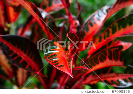 Colorful plants and flowers in close-up on the 67090306