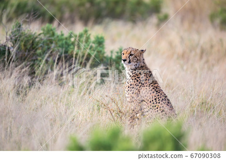 A cheetah sits in the savannah looking for prey 67090308