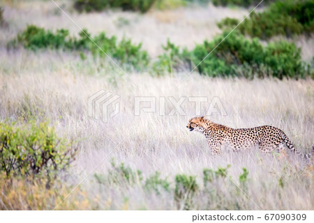 A cheetah walks in the high grass of the savannah A cheetah walks in the high grass of the savannah 67090309
