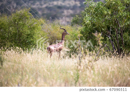 A gerenuk between the plants in the savannah A gerenuk between the plants in the savannah 67090311