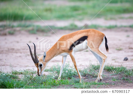 Thomsons gazelle in the grassland of Kenya with a 67090317