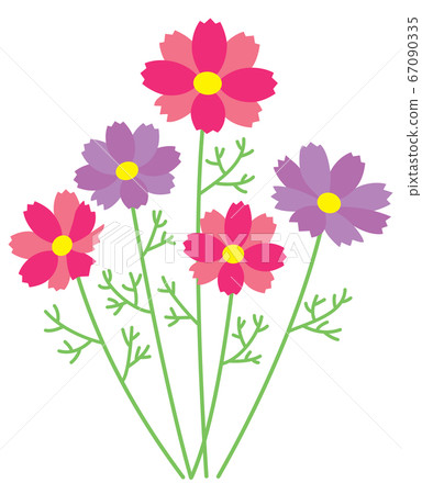 Red and purple cosmos Red and purple cosmos 67090335